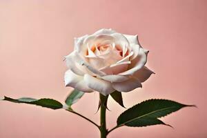 a single white rose is shown against a pink background. AI-Generated photo