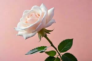 a single white rose is shown against a pink background. AI-Generated photo