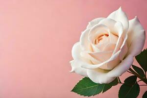 white rose on pink background. AI-Generated photo