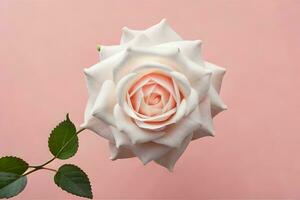 a single rose on a pink background. AI-Generated photo