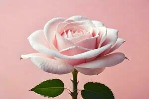 a single white rose is shown against a pink background. AI-Generated photo