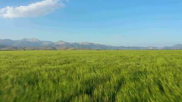 centeno campo en soleado día. aéreo vista. zumbido moscas adelante a bajo nivel video