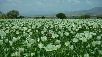 White Poppy Field and Mountains. Isparta, Turkey. Medium Shot video