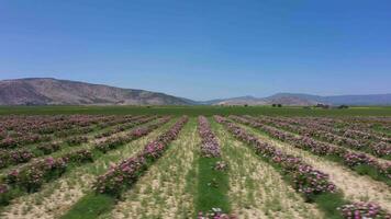 Field of Rose Rows on Sunny Day. Aerial View. Isparta, Turkey. Drone Flies Sideways at Low Level video