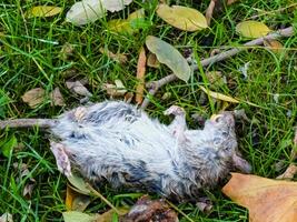 Gray rat or in Latin Rattus norvegicus dead on the grass in a city park. Rodent control concept. photo