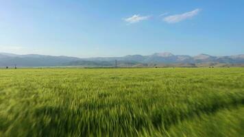 Rye Field on Sunny Day. Aerial View. Drone Flies Forward at Low Level video