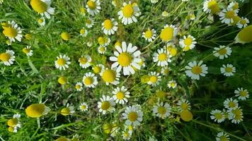 White chamomile flowers on a green meadow in summer. top view Alternative medicine. video