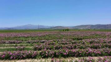 Rose Feld auf sonnig Tag. Antenne Sicht. isparta, Truthahn. Drohne fliegt nach vorne beim niedrig Niveau video