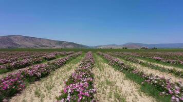 Field of Rose Rows on Sunny Day. Aerial View. Isparta, Turkey. Drone Flies Forward at Low Level video