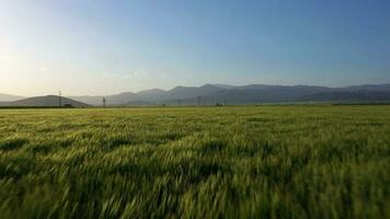 segale campo a tramonto. aereo Visualizza. fuco mosche inoltrare a Basso livello video