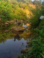 un trío de gansos disfrutando un perezoso tarde en el Valle foto