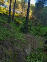 Quiet pine forest picturesque natural beauty photo