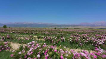 Rose Field on Sunny Day. Aerial View. Isparta, Turkey. Drone Flies Forward at Low Level video