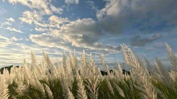 geldelijk of saccharum spontaneum bloem zwaaiend in de wind, wit saccharum spontaneum bloem zwaaiend in de wind in de herfst veld, wild suikerstok of kas pooier met selectief focus video