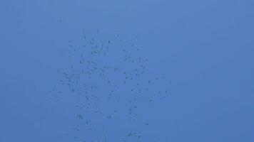 Anastomus Oszitane fliegt im Gruppen im das Himmel. video