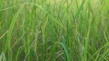 rijst- in de velden, voedsel dat is nodig zijn door mensen allemaal over- de wereld van voedsel tekorten video