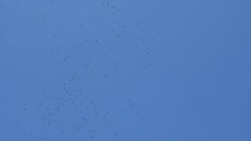 Anastomus Oszitane fliegt im Gruppen im das Himmel. video