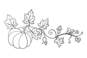 Linear Illustration of Pumpkin on a White Background vector