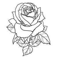 línea dibujo de Rosa flor vector