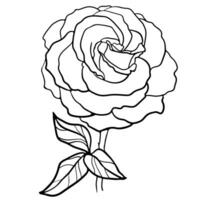 Rosa flor dibujado por línea en blanco antecedentes vector