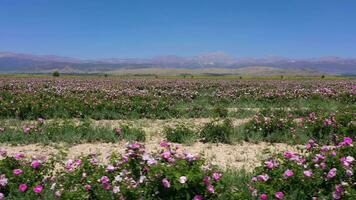 Rose champ sur ensoleillé journée. aérien voir. isparta, Turquie. drone mouches de côté à faible niveau. glissière coup video