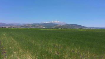 Grün Feld auf sonnig Tag. Antenne Sicht. isparta, Truthahn. Drohne fliegt nach vorne beim niedrig Niveau video