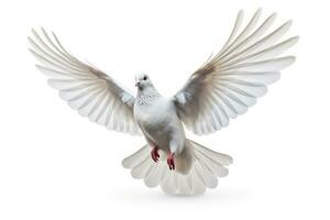 Dove isolated on white background freedom concept life. Generative AI photo