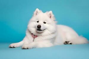 Cute Samoyed dog on blue color background. Neural network AI generated photo