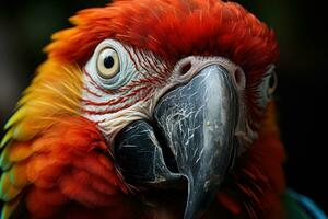 A close-up shot of a Macaw striking face, its focused eyes, documentary photo. Generative AI photo