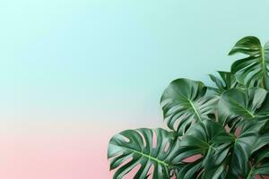 A monstera plants isolated pastel background Copy space. Generative AI photo