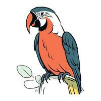 Vector illustration of a parrot on a white background. Isolated image.