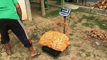 magelang, indonesia.11-07-2023.maíz agricultores son peso su cultivos con eléctrico escamas. video