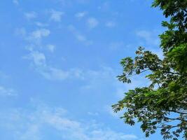 Green canopy of trees and a clear blue sky photo