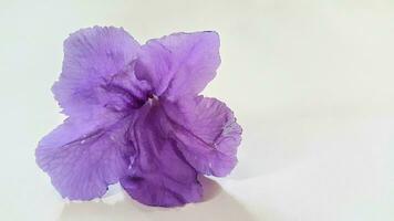 cerca arriba de un púrpura mexicano petunias flor o ruellia simplex en blanco antecedentes foto