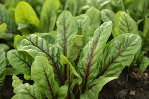 Chard growing in an urban garden. Garden beet and salad leaves close up. Generative AI photo