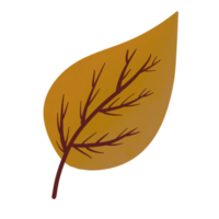 Autumn maple and oak leaves png