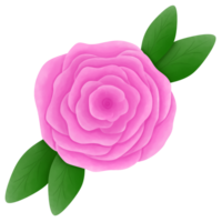 Pink rose watercolor painting, pink rose illustration, pink rose clipart png