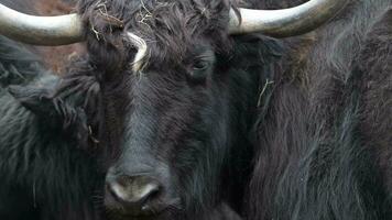 Medium closeup of a buffalo's face with an oxpecker in its nose, Kruger National Park. video