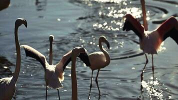 flock of Pink flamingos at sunrise rays in pink wild lake at national park. 4K high quality super slow motion video filmed on high speed camera Nikon z9