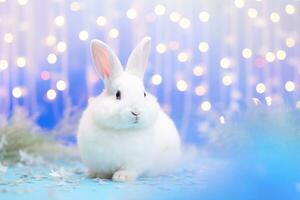 Close-up of cute rabbit with beautiful bokeh background, Generative AI photo