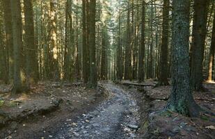 Amazing autumn forest in morning sunlight. Red and yellow leaves on trees in woodland photo