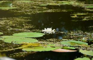 Beautiful white lotus flower and lily round leaves on the water after rain in river photo