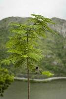 A little tree by the river in extreme fog photo