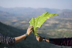 Green leaf in couple hands with mountains background photo