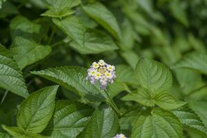 Lantana camara is a species of flowering plant within the verbena family, native to the American tropics. top view photo