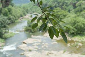 Branch of a tree fully focused while the river in the background is blurred photo