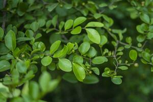 alheña o mehndi hojas antecedentes con sombras de verde foto