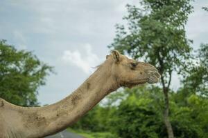 Camels on desert lake shore photo