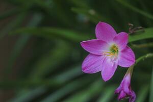 Beautiful pink colour flower this is protons plant photo