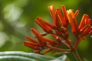 The colorful orange and red blooms of Saraca asoca with green background photo